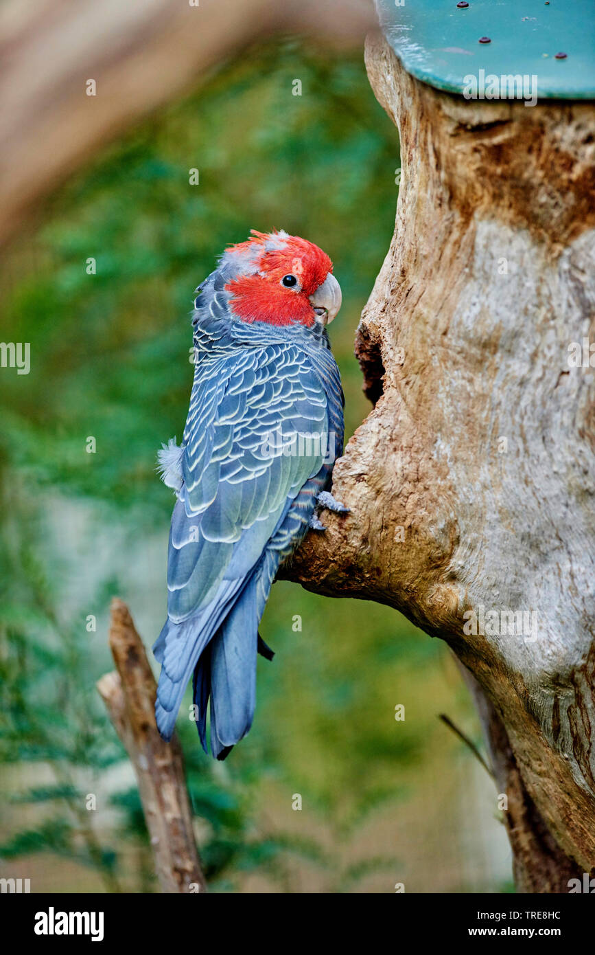 Pista-pista cacatua (Callocephalon fimbriatum), maschio, Australia, Victoria Foto Stock