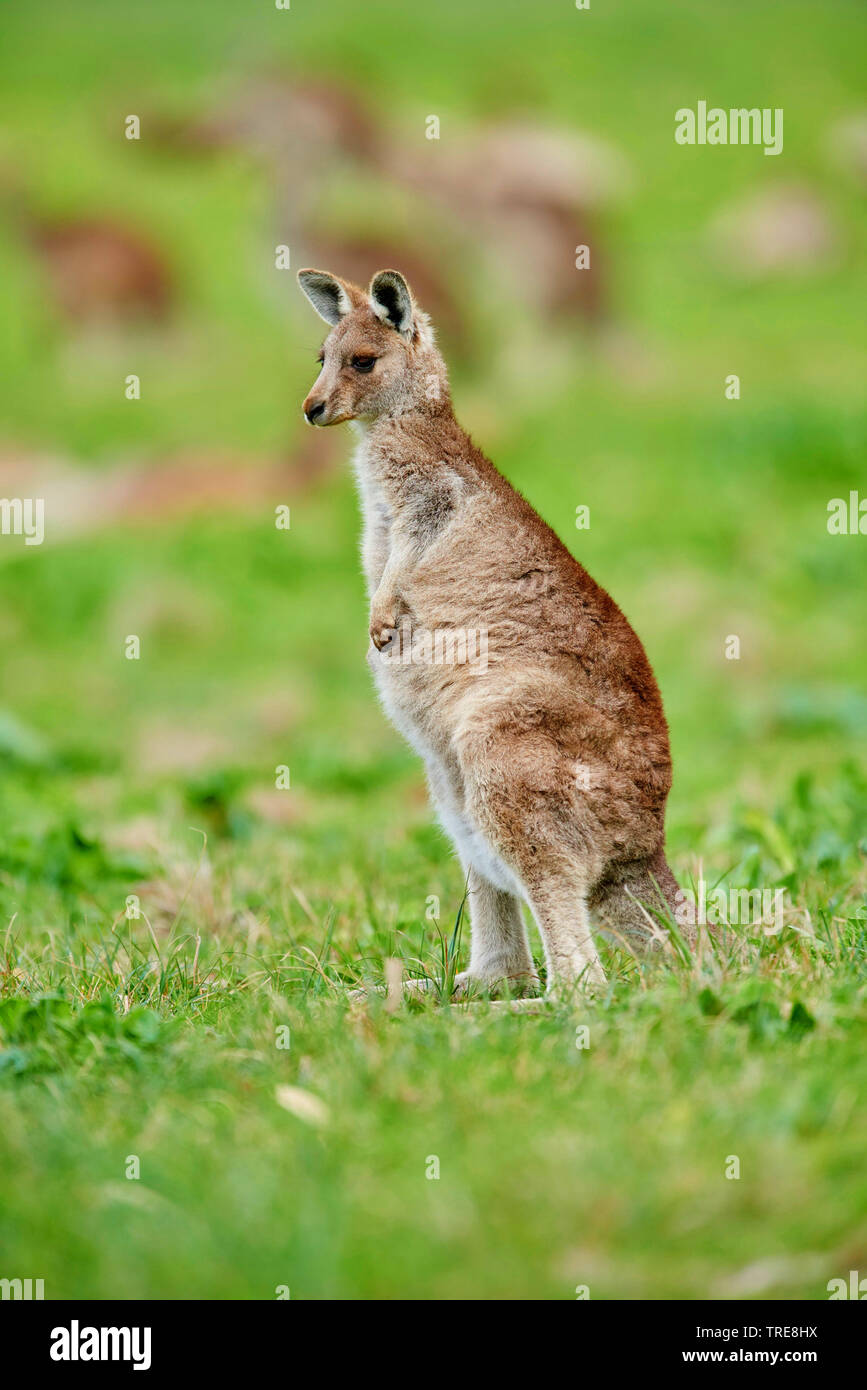 Orientale canguro grigio, grigio orientale canguro, grande grigio Canguro, forester kangaroo (Macropus giganteus), PUP, Australia, Victoria Foto Stock