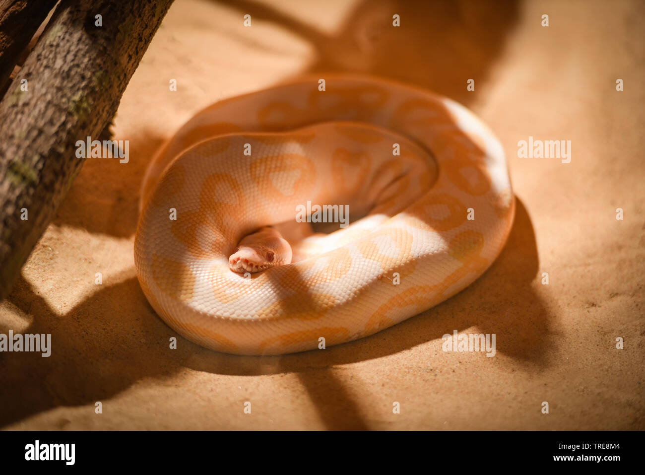 Oro giallo python snake giacente a terra / Albino Burmese python Foto Stock