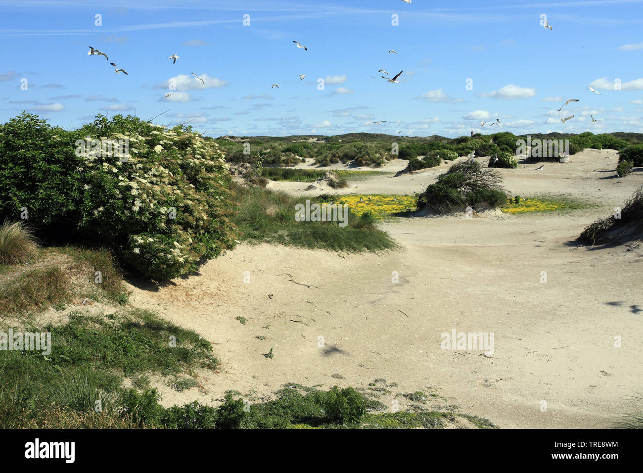 Gull colonia di dune di Schouwen-Duiveland, Paesi Bassi Foto Stock