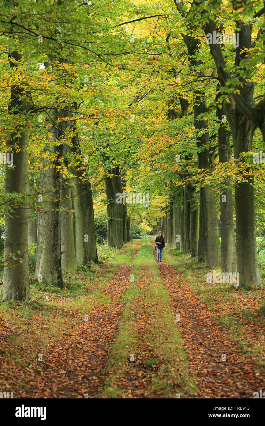 Percorso di foresta in autunno, Paesi Bassi Foto Stock