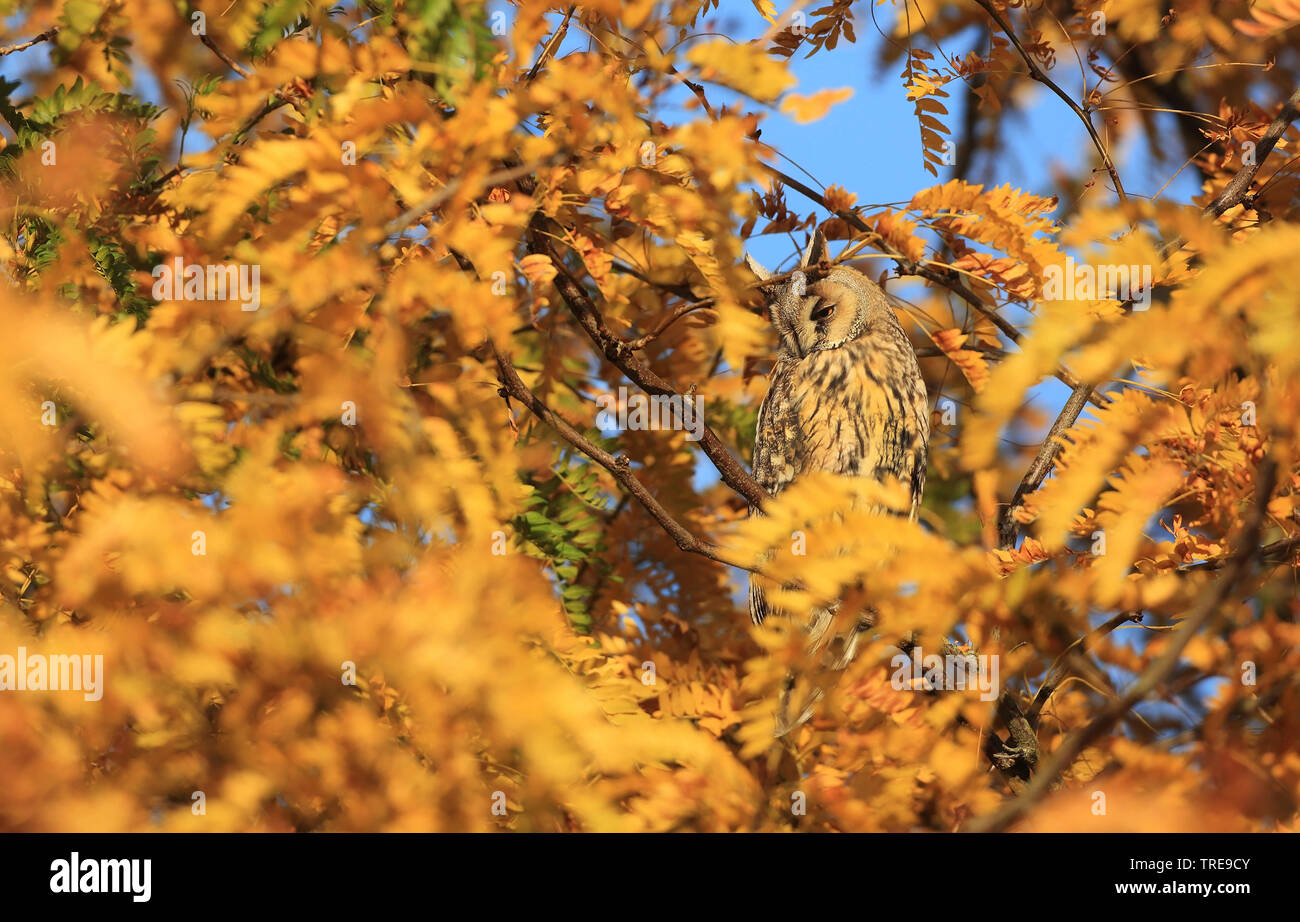 Gufo comune (Asio otus), seduto su un albero in autunno, Paesi Bassi Foto Stock