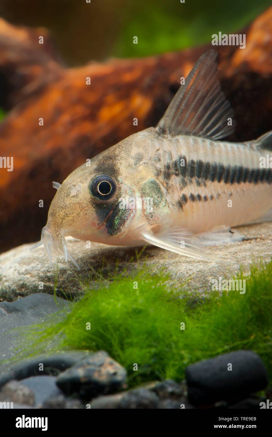 Armored catfish (Corydoras axlrodi deckeri), giacenti sul fondo Foto Stock