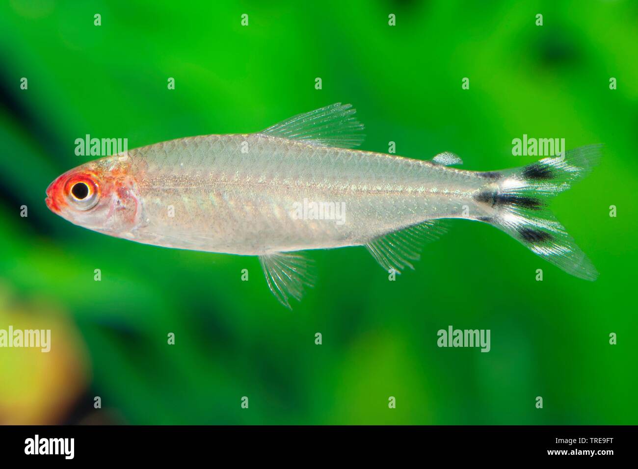 Rosso-becchi tetra, ramino naso-tetra, rummy-nose tetra, rosso-characin naso, ramino-naso (characin Hemigrammus rhodostomus), piscina, vista laterale Foto Stock