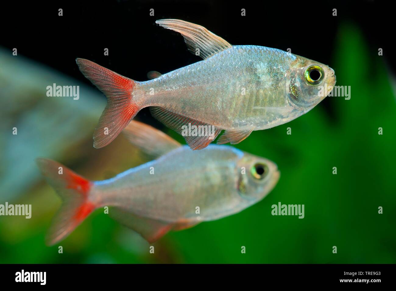 Columbian tetra (Hyphessobrycon columbianus), nuoto Foto Stock
