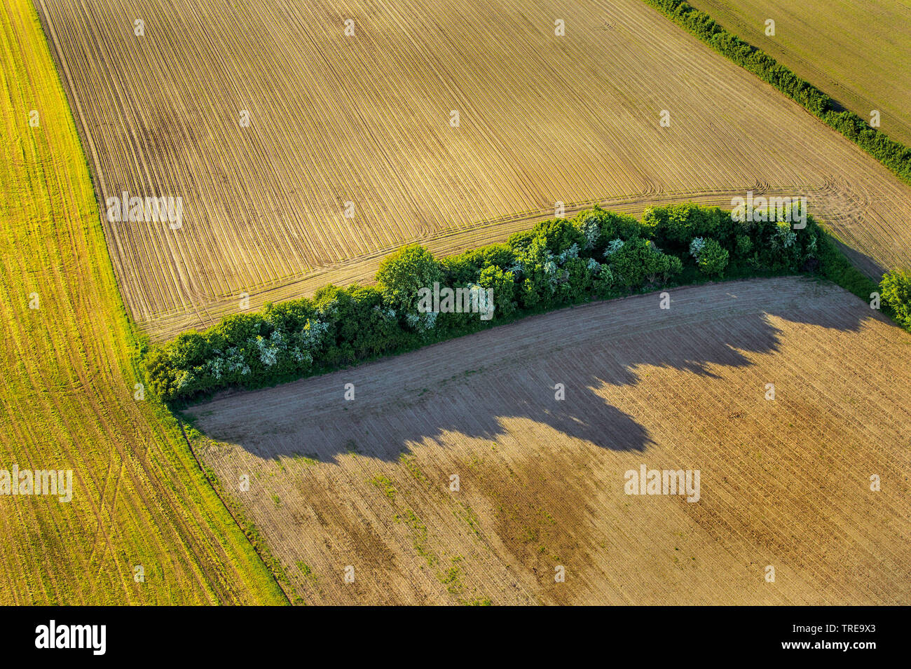 Banca hedge in estate, Germania, Schleswig-Holstein Foto Stock