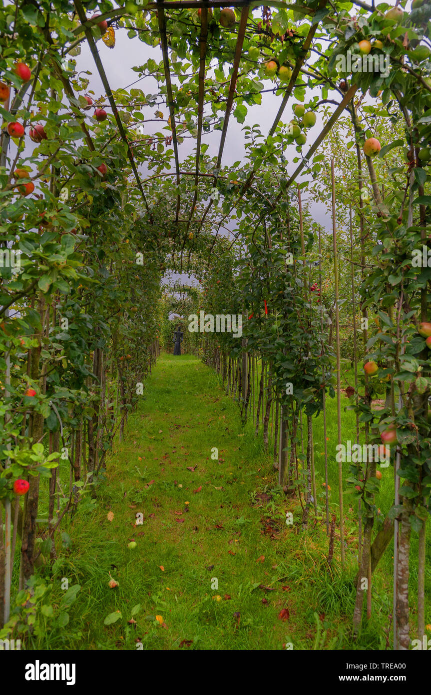 Apple tree (malus domestica), mele a spalliera, Germania, Schleswig-Holstein Foto Stock