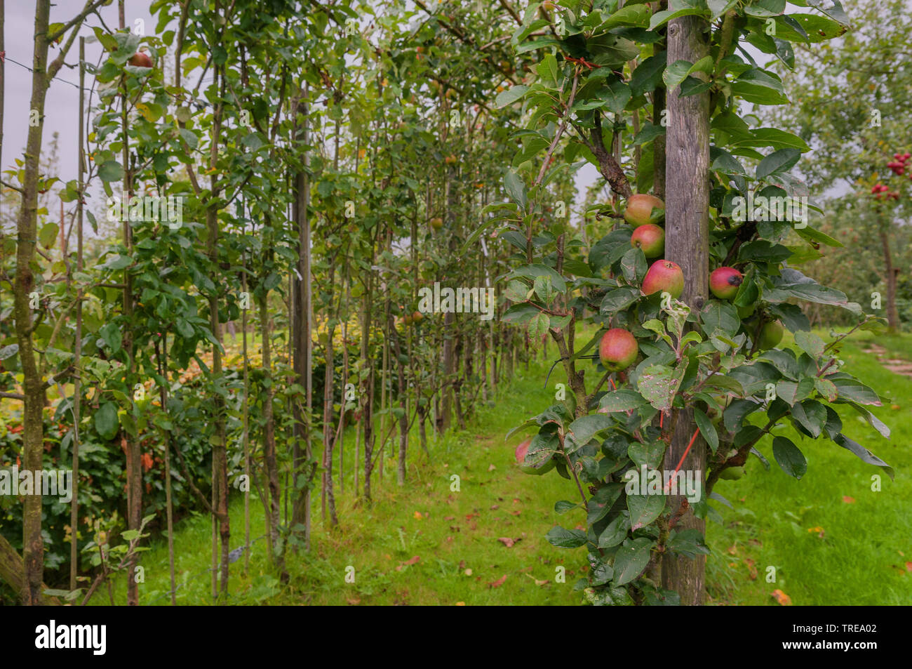 Apple tree (malus domestica), mele a spalliera, Germania, Schleswig-Holstein Foto Stock