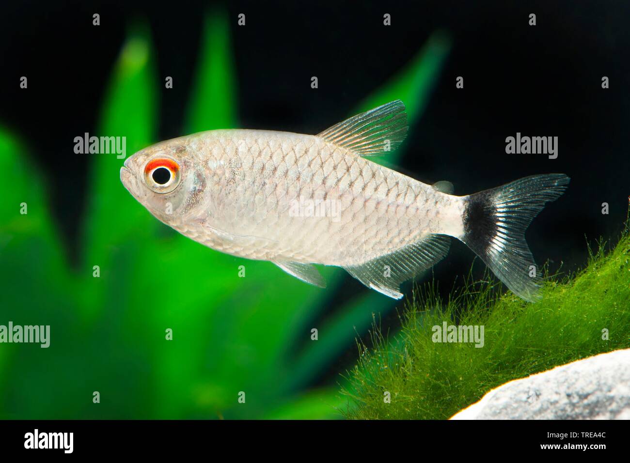 Occhi rossi tetra, giallo-moenkhausia nastrati, giallo indietro moenkhausia, Yellowhead tetra (Moenkhausia sanctaefilomenae), piscina, vista laterale Foto Stock