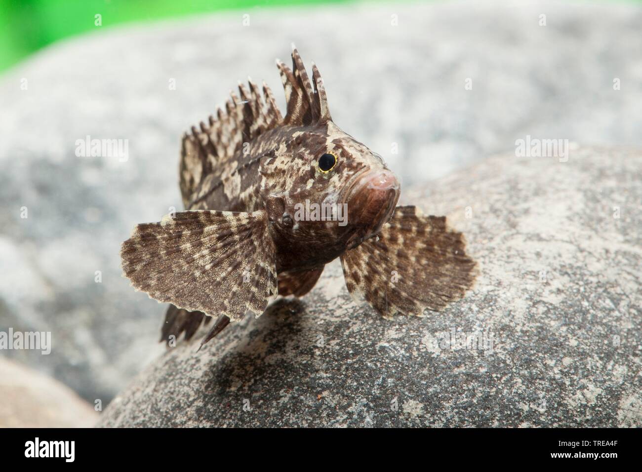 Foglia (goblinfish Neovespicula depressifrons), su una pietra sotto l'acqua Foto Stock