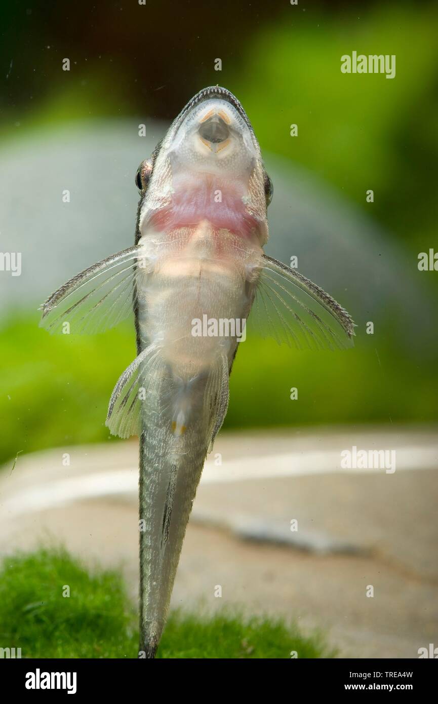 Sucker catfish (Otocinclus affinis), lato inferiore Foto Stock