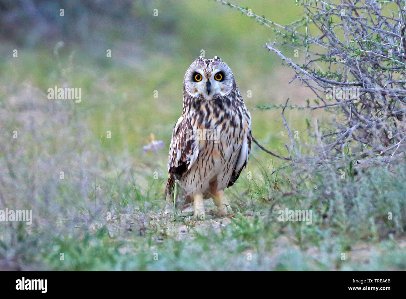 Corto-eared gufo comune (asio flammeus), poggiante sulla terra, Uzbekistan Foto Stock