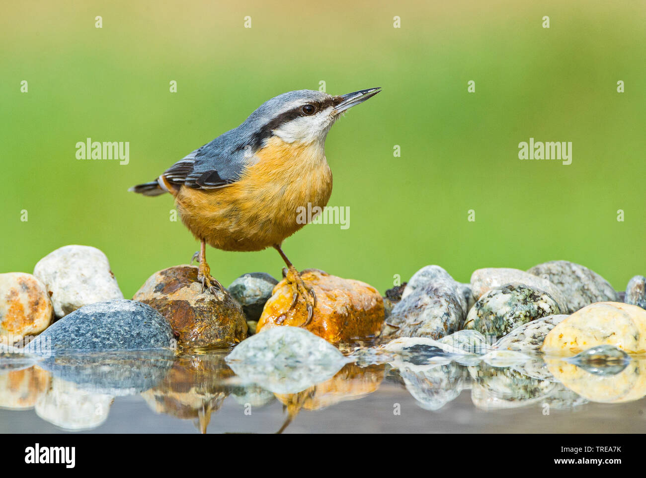 Eurasian picchio muratore (Sitta europaea), sulla riva, Italia, Aosta Foto Stock