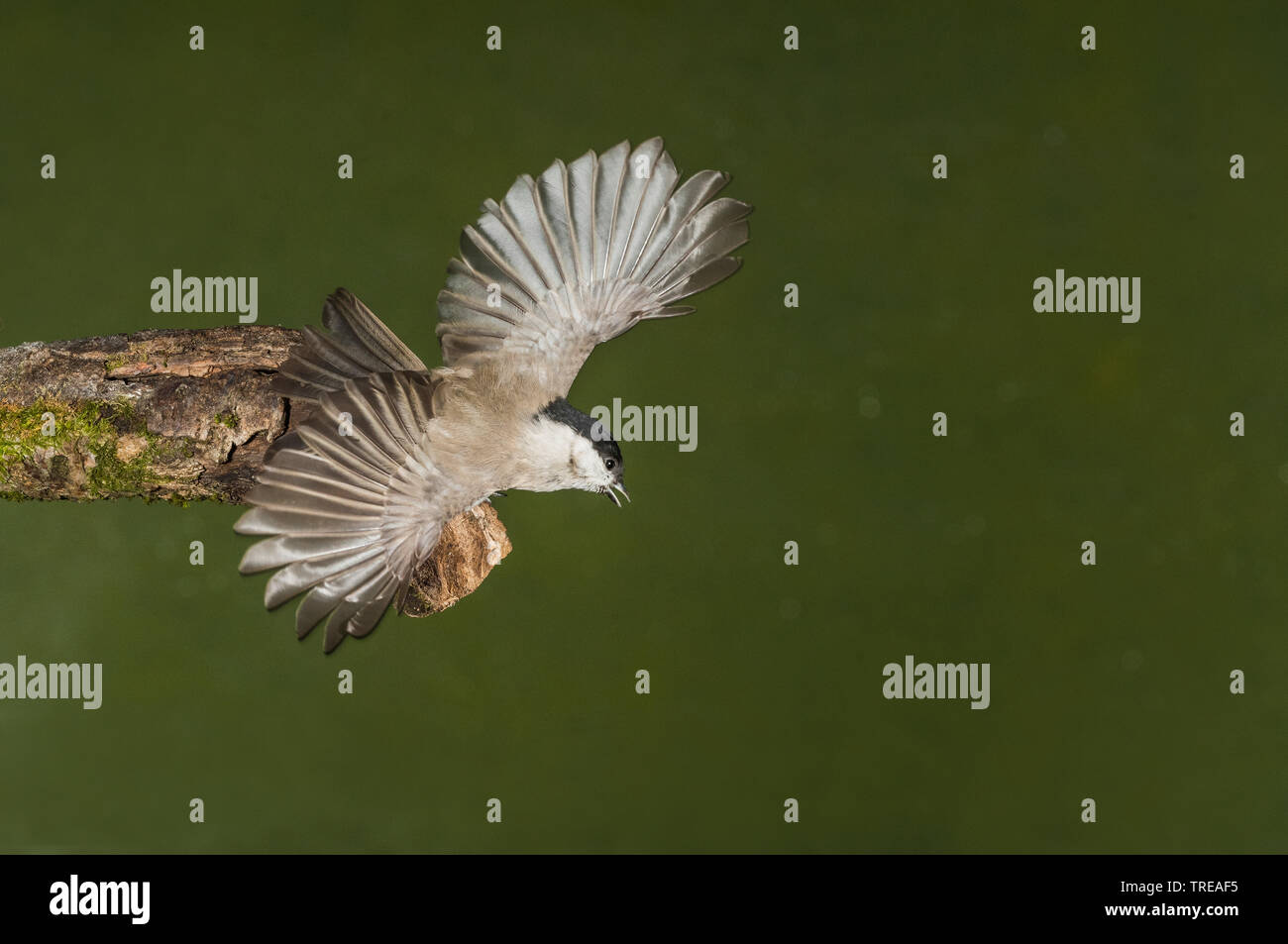 Marsh tit (Poecile palustris, Parus palustris), decolla un ramo, Italia Foto Stock