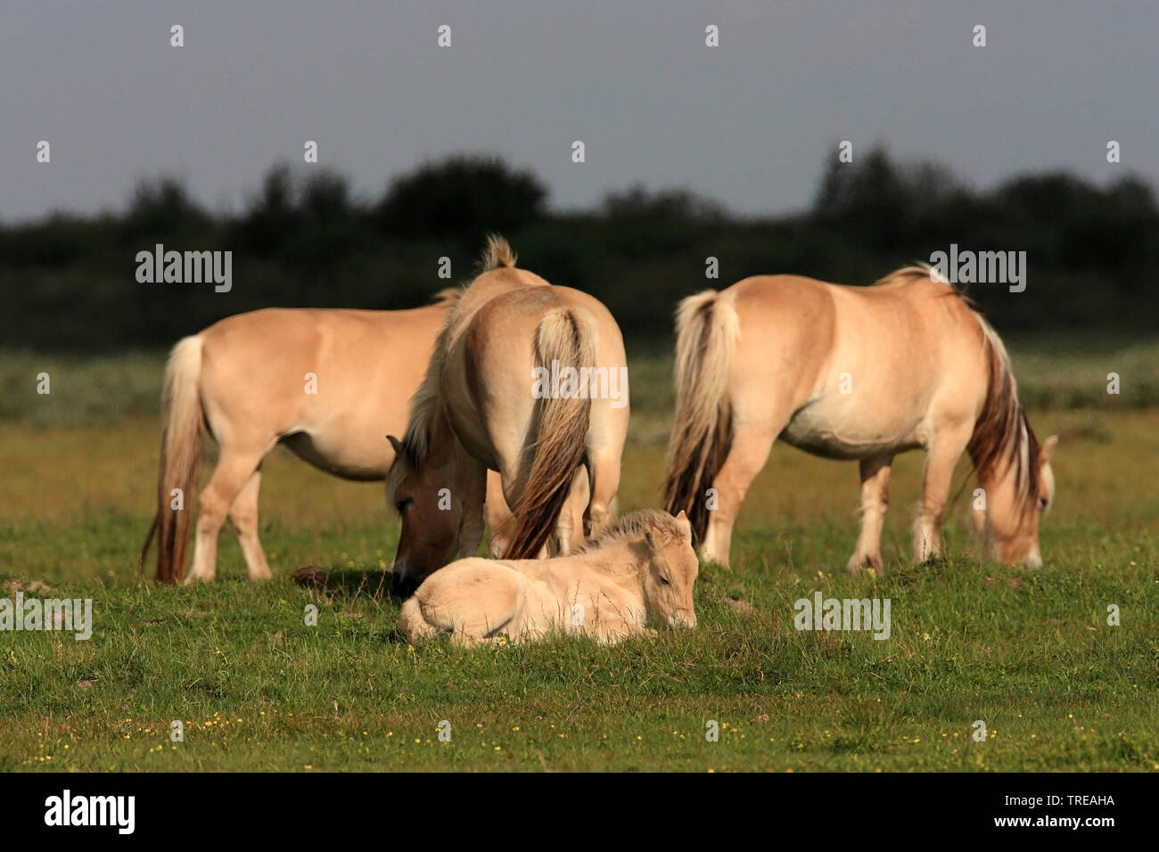 Fjord cavallo, norvegese cavallo (Equus przewalskii f. caballus), Fjord horse mares con un puledro su un paddock, Paesi Bassi, South Holland, De Skikken van Flakkee Foto Stock