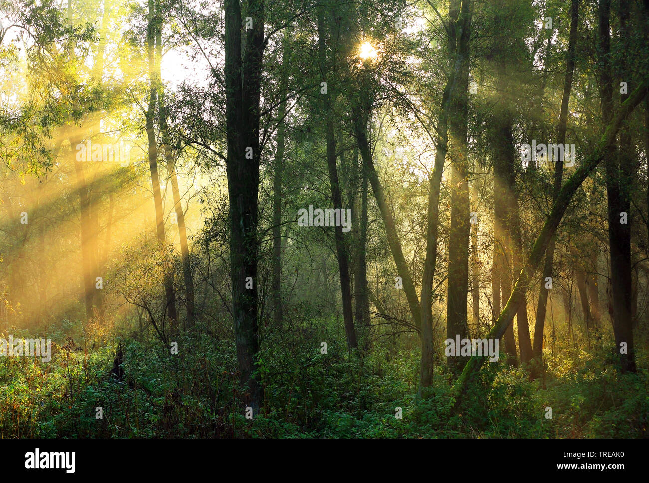 Raggi di sole attraverso la foresta autunnale, Paesi Bassi Foto Stock
