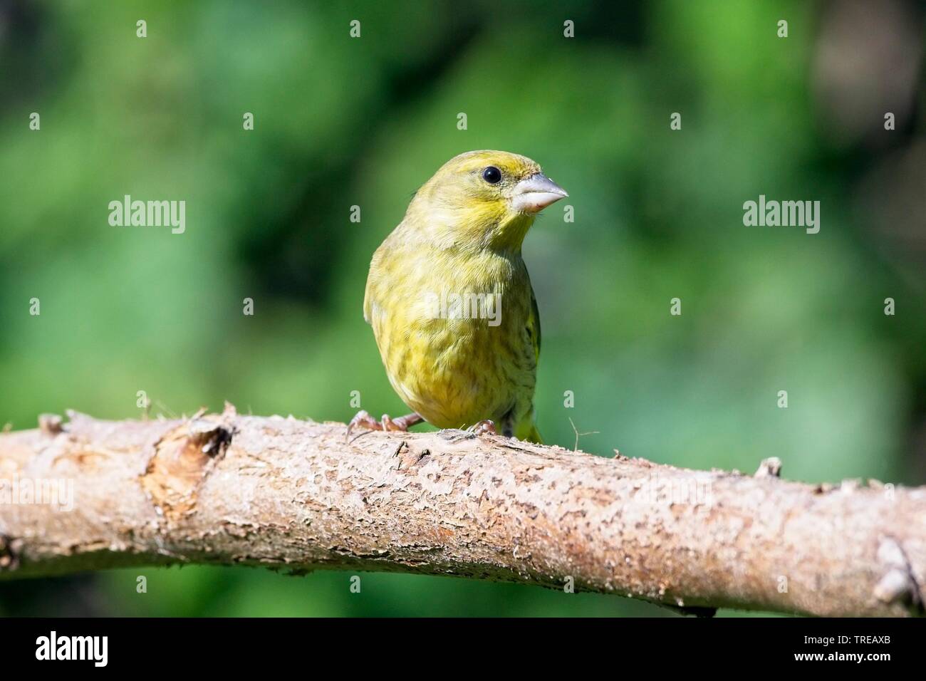 Green finch (Carduelis chloris) giardino in East Sussex, Regno Unito Foto Stock