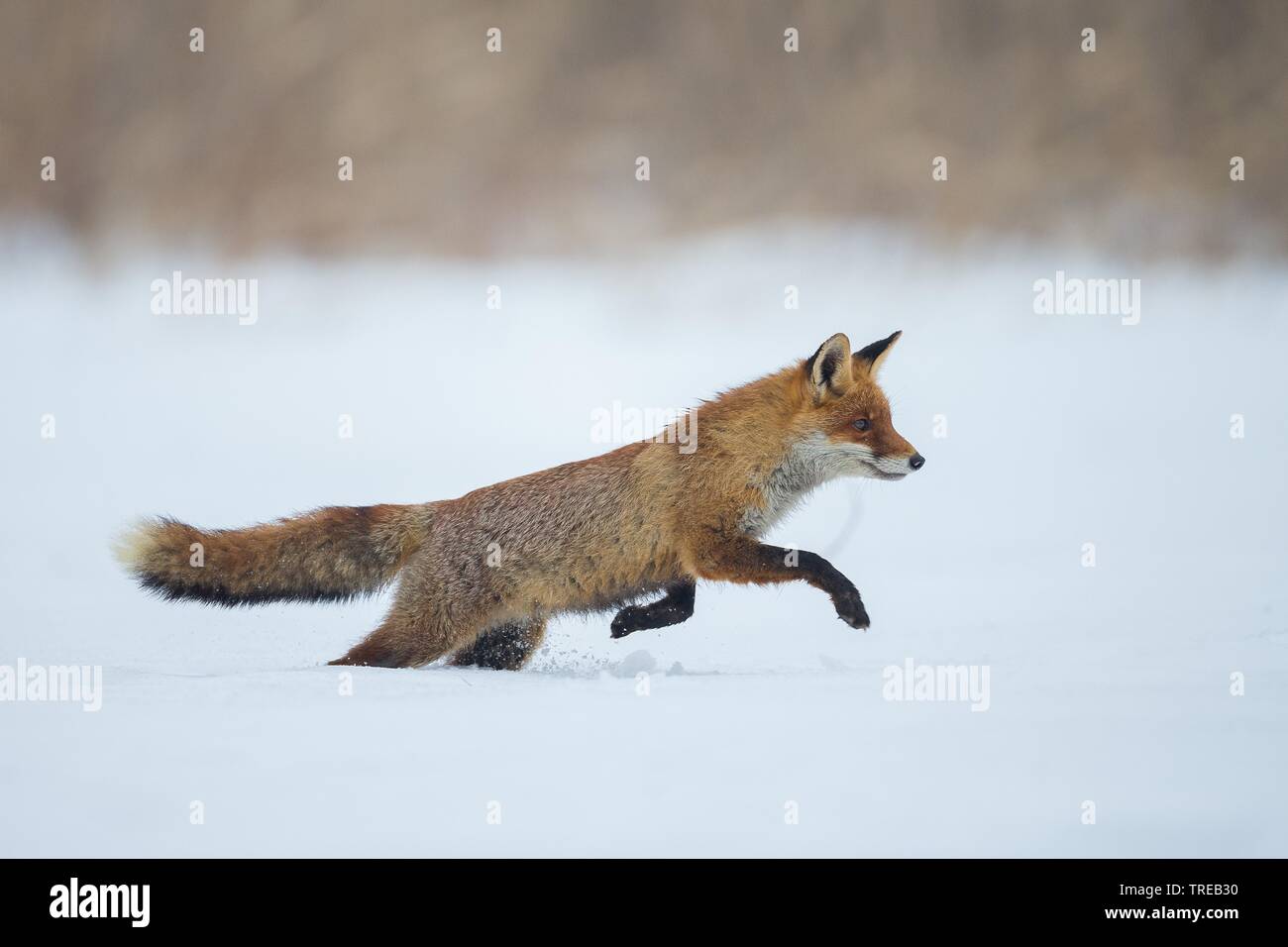 Red Fox (Vulpes vulpes vulpes), la caccia nella neve, Repubblica Ceca Foto Stock