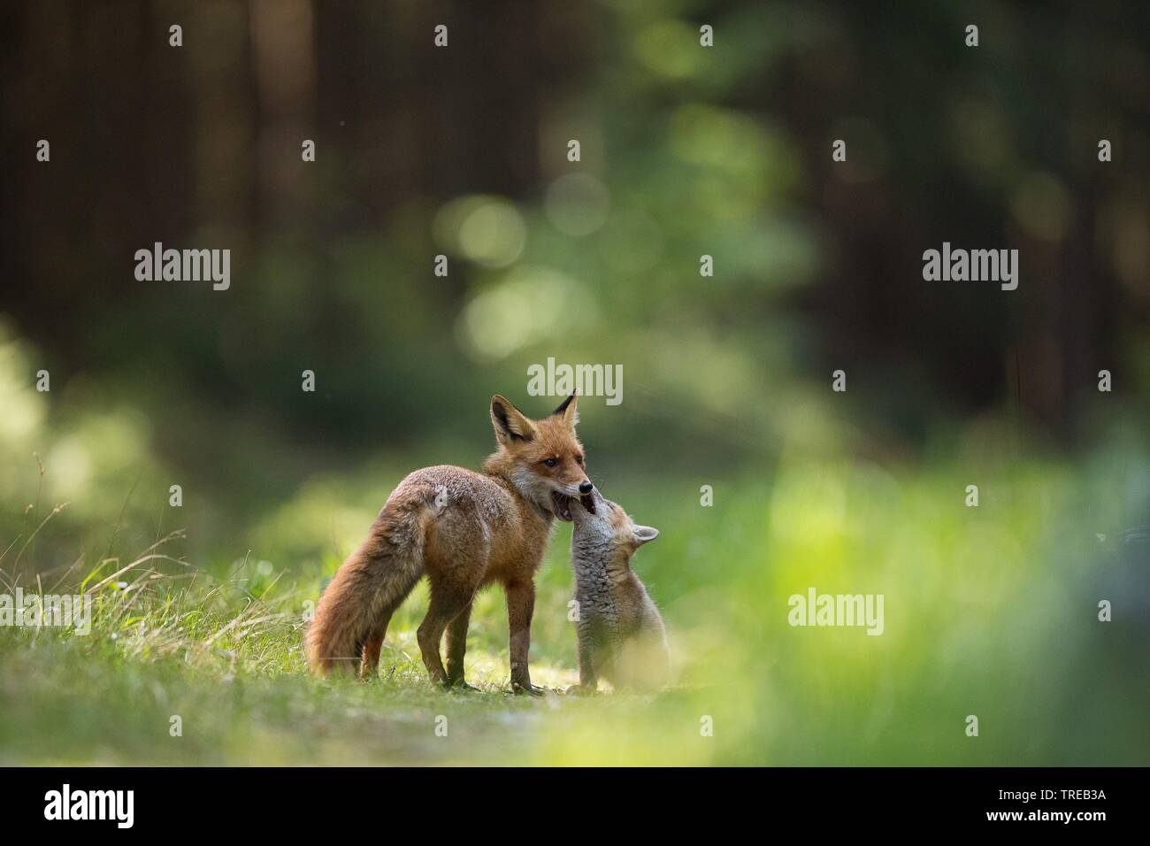 Red Fox (Vulpes vulpes vulpes), con cucciolo, Repubblica Ceca Foto Stock