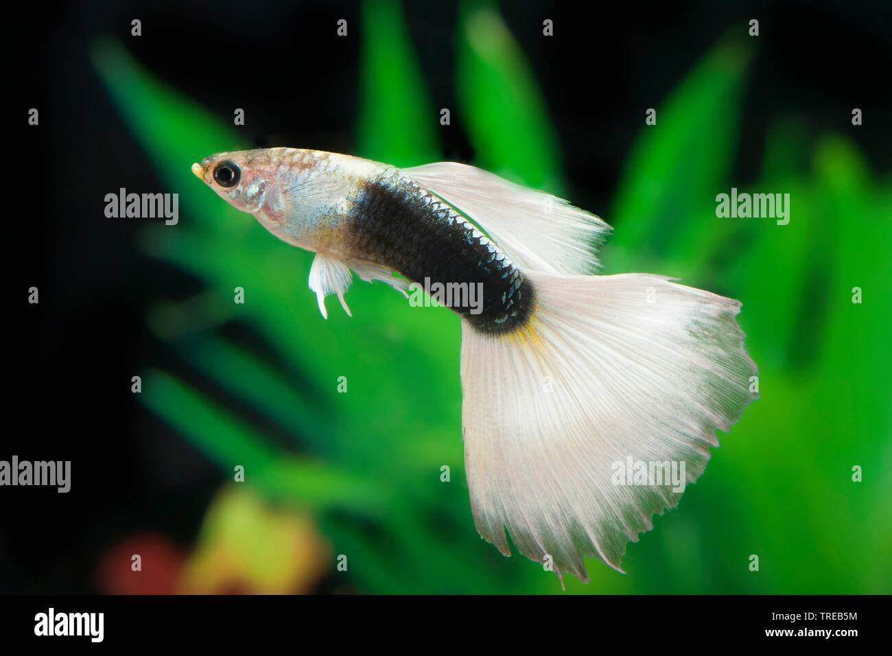 Guppy (Poecilia reticulata, Lebistes reticulatus, Lebistes reticulata), forma di allevamento Grau HS Weiss Foto Stock