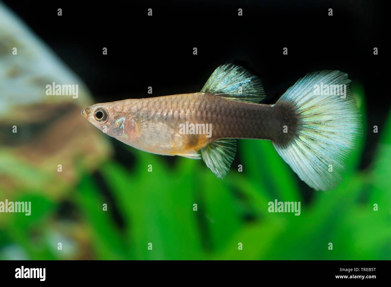 Guppy (Poecilia reticulata, Lebistes reticulatus, Lebistes reticulata), forma di allevamento Grau HS Weiss Foto Stock