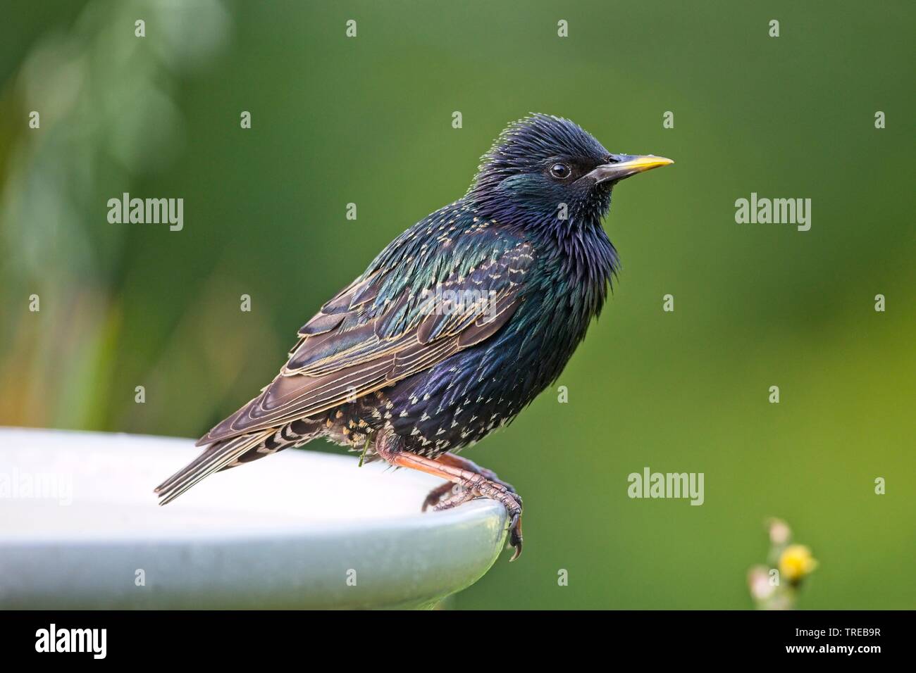 Starling (Sturnus vulgaris) giardino in East Sussex, Regno Unito Foto Stock