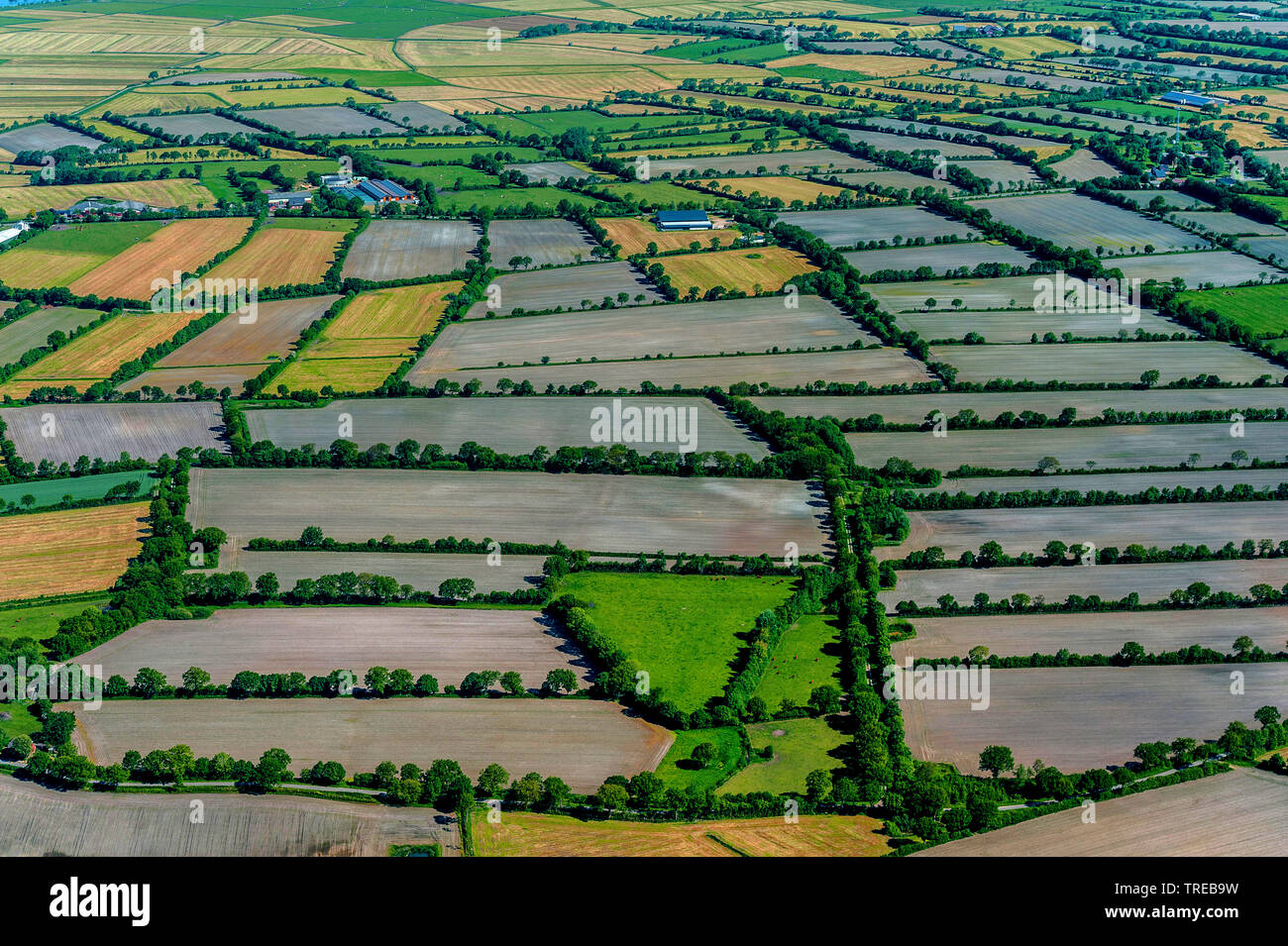 Hedge paesaggio in Husumer Geest, Germania, Schleswig-Holstein, Frisia settentrionale Foto Stock