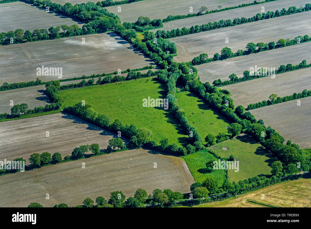 Paesaggio hedge in Frisia settentrionale, Germania, Schleswig-Holstein, Frisia settentrionale Foto Stock