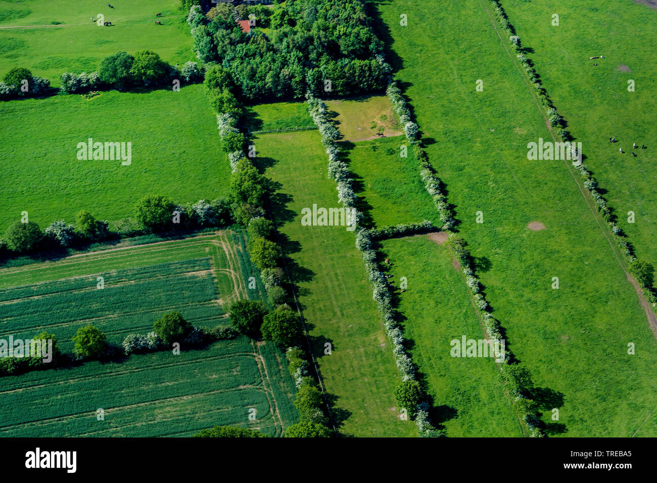 Paesaggio hedge in Frisia settentrionale, Germania, Schleswig-Holstein, Frisia settentrionale Foto Stock