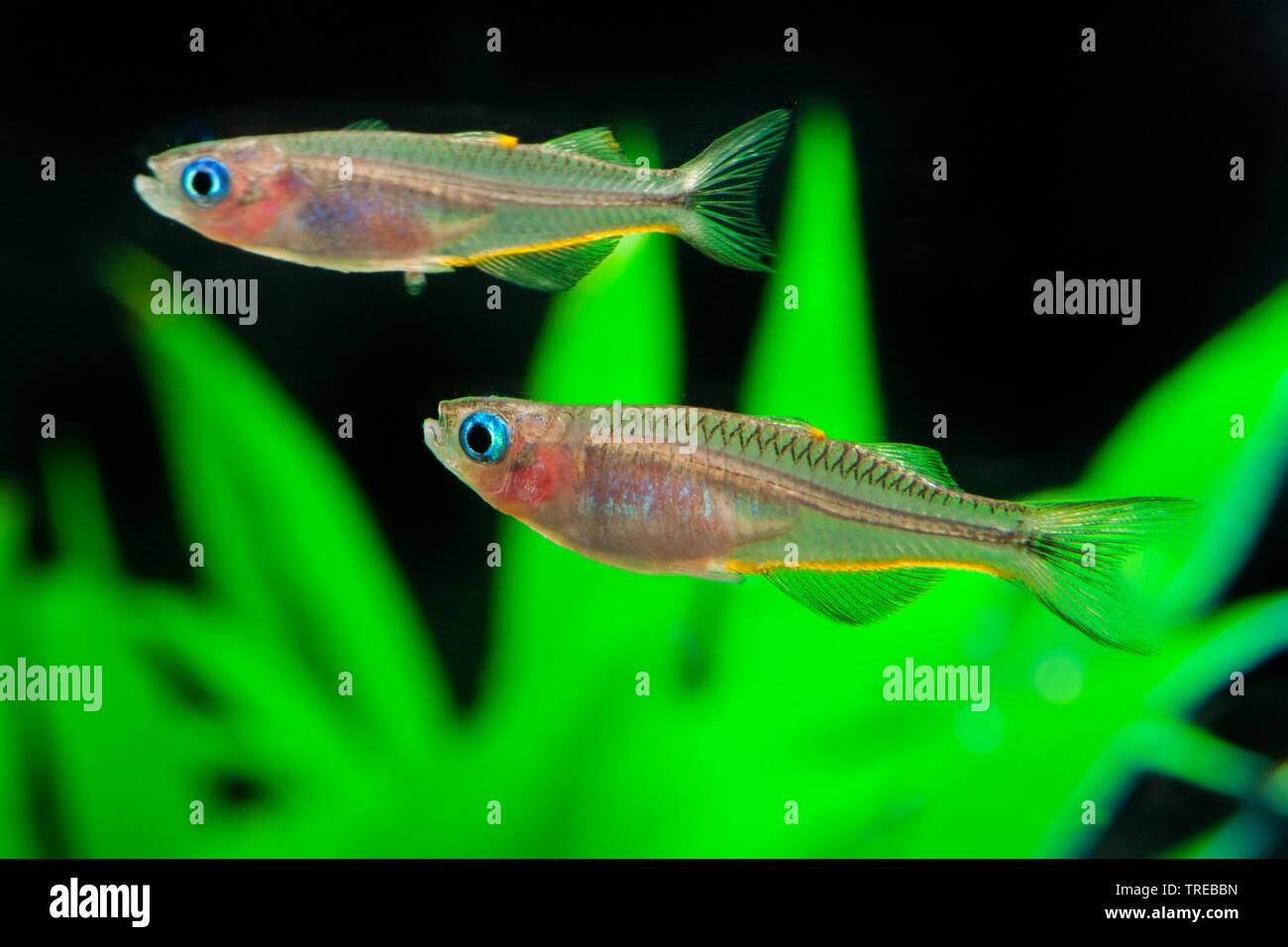 Fork-coda (rainbowfish Pseudomugil furcatus, Popondichthys furcatus), piscina, vista laterale Foto Stock