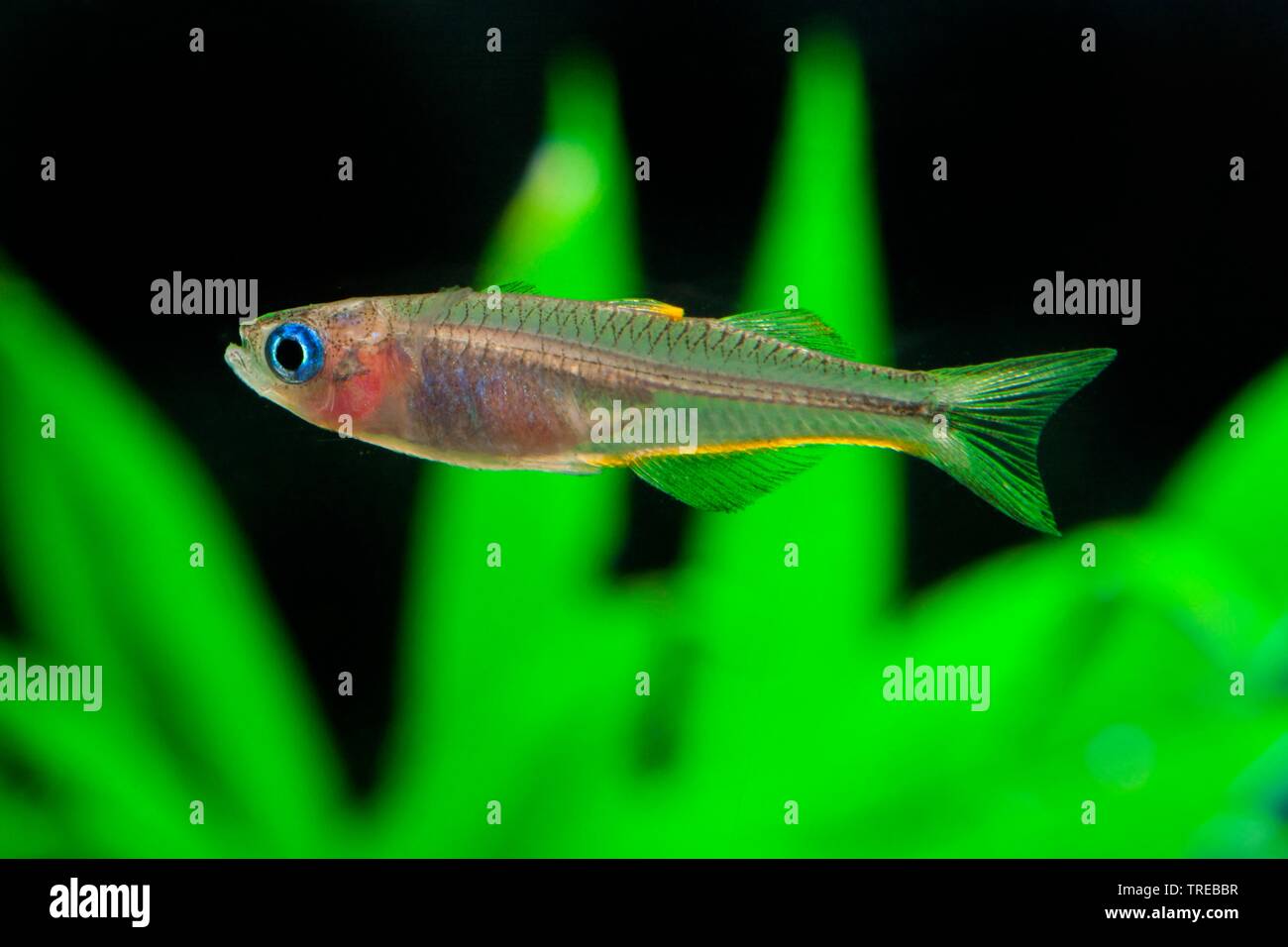 Fork-coda (rainbowfish Pseudomugil furcatus, Popondichthys furcatus), piscina, vista laterale Foto Stock