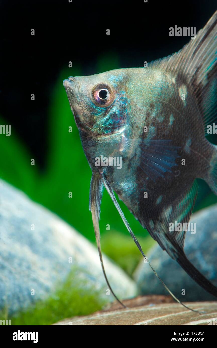 Freshwater angelfish, Longfin pesci angelo, nero angelfish, scalare (Pterophyllum scalare, Platax scalaris), forma di allevamento Blau Foto Stock