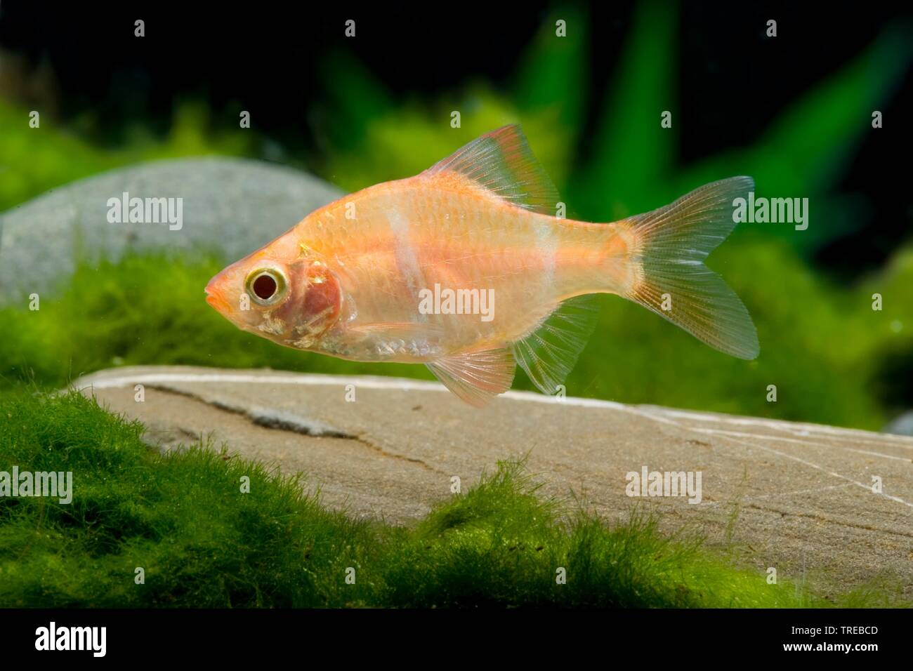Tiger Barb (Puntigrus anchisporus, Puntius anchisporus, Systomus anchisporus), forma di allevamento Gold Foto Stock