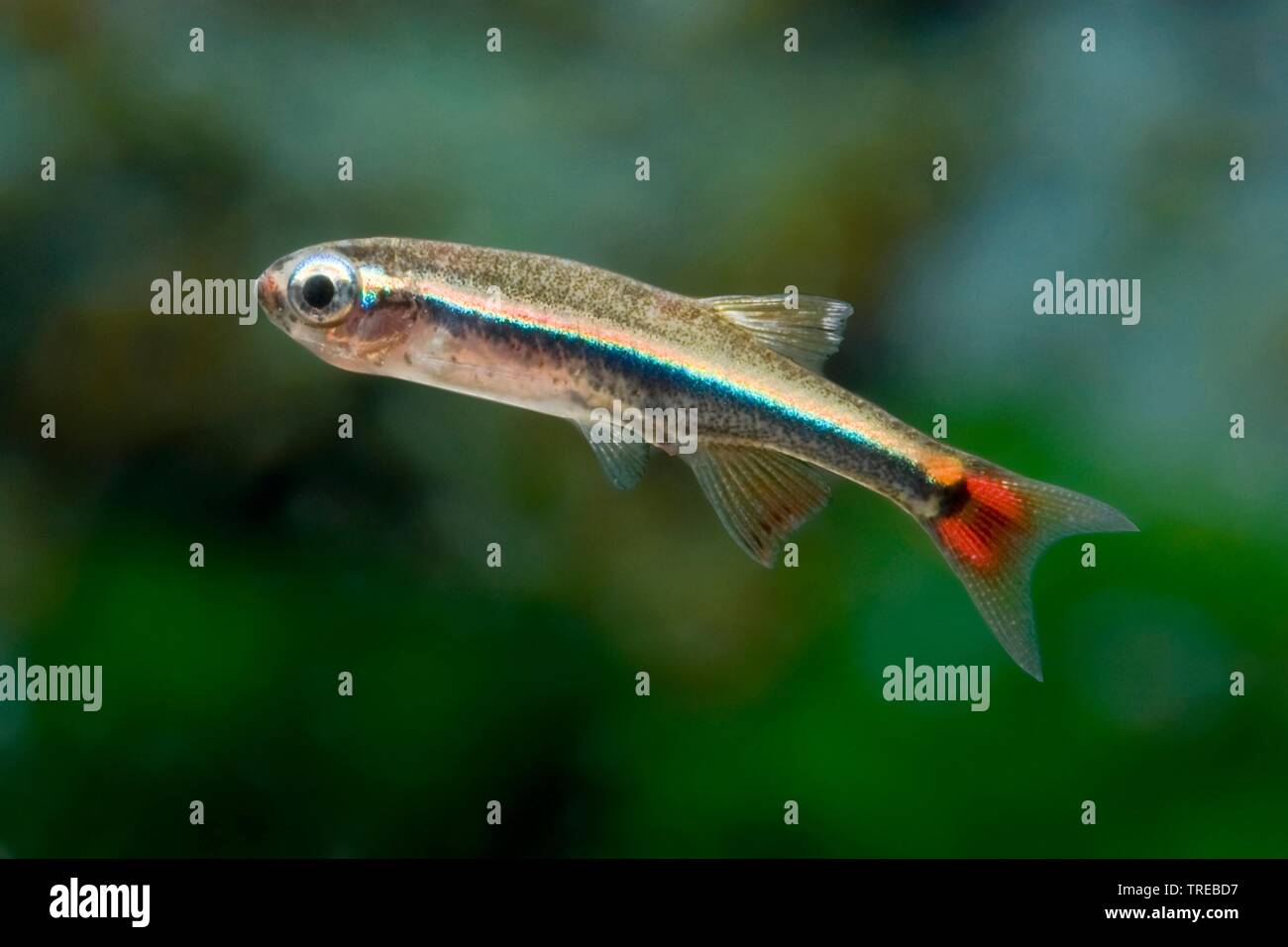 Il Cardinale nana (Tanichthys micagemmae), piscina, vista laterale Foto Stock