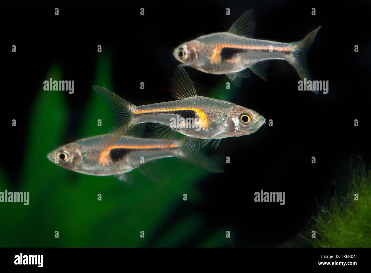 Harlequin Rasbora, Arlecchino pesce (Trigonostigma heteromorpha, Rasbora heteromorpha), tre piscina pesci Arlecchino, vista laterale Foto Stock