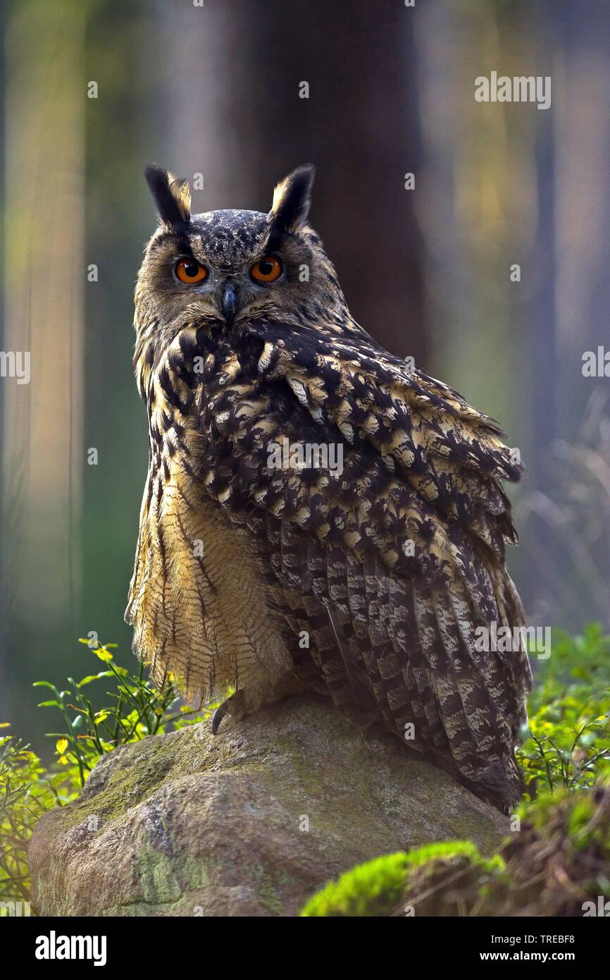 Nord del gufo reale (Bubo bubo), su una roccia, Repubblica Ceca Foto Stock
