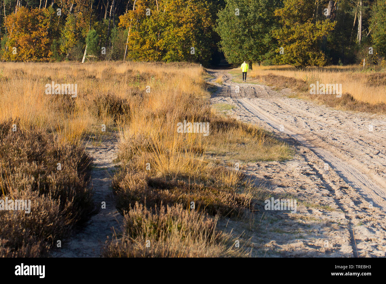 Escursionista su un percorso attraverso la Kalmthoutse Heath in autunno, Paesi Bassi, Brabant, Grenzpark Kalmthoutse Heide Foto Stock