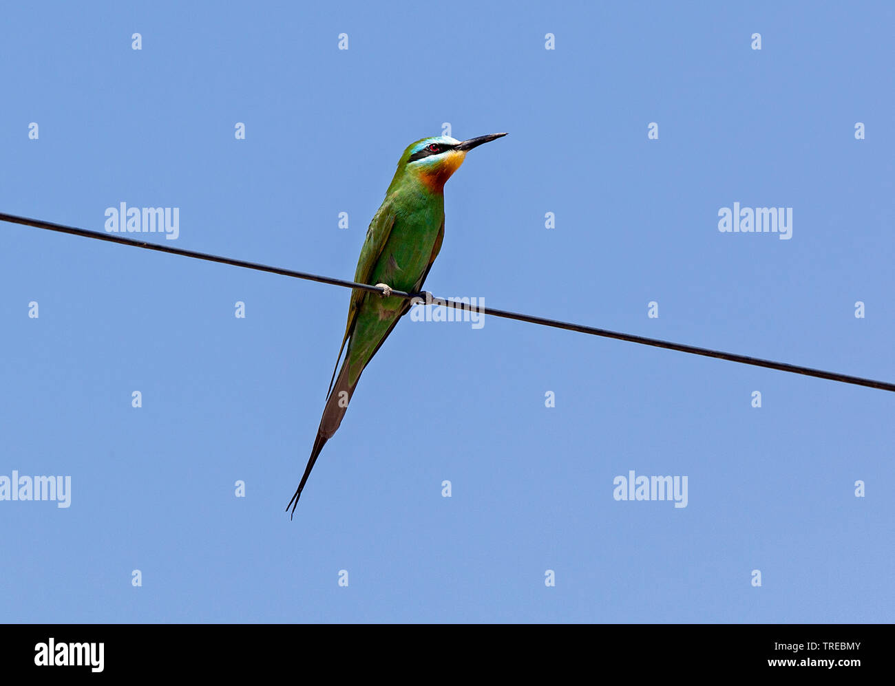 Blu-cheeked Bee-eater (Merops persicus chrysocercus, Merops chrysocercus), si siede su una linea di alimentazione, Marocco Foto Stock