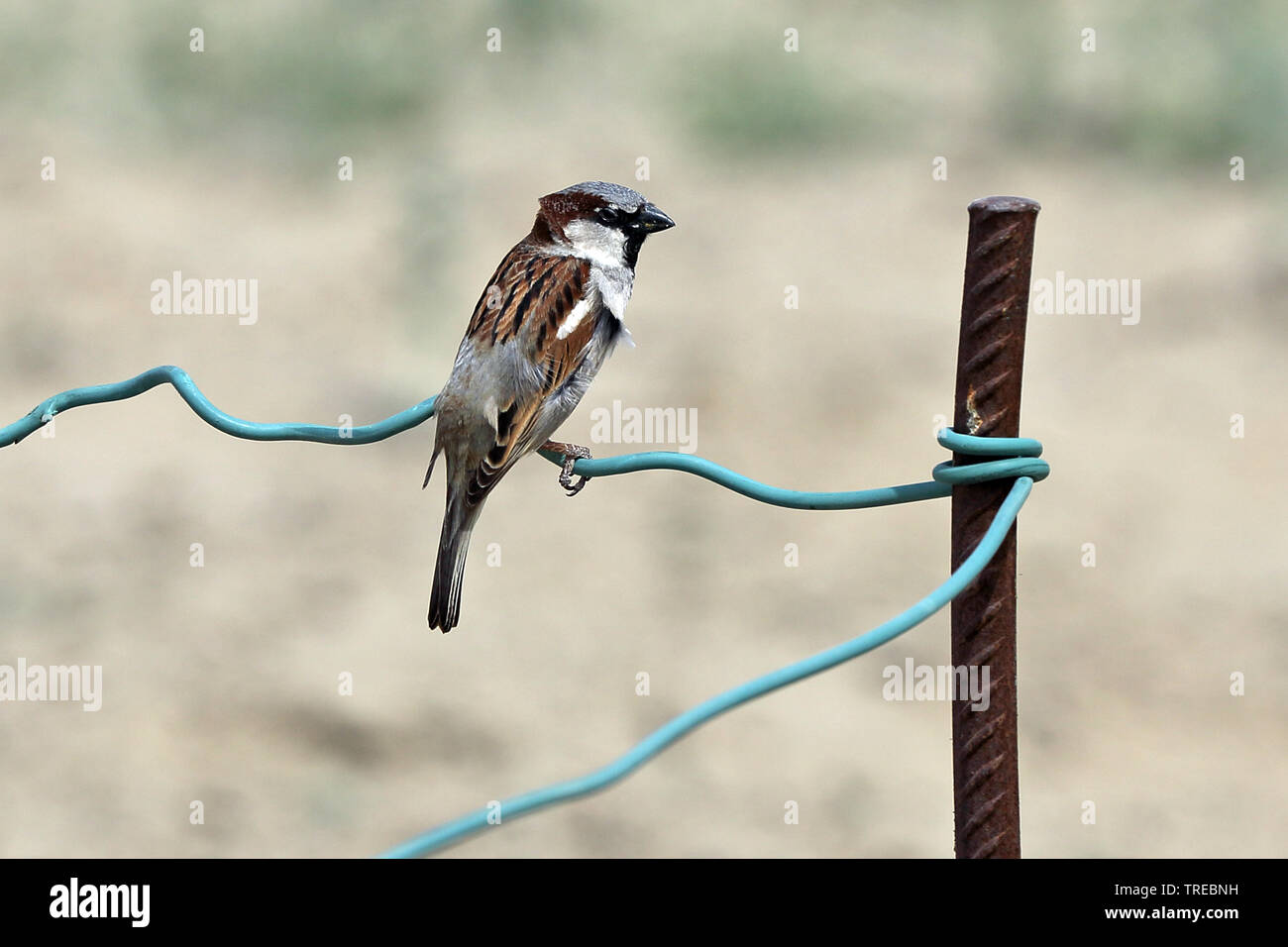 Casa passero, Passer domesticus ssp. indicus (Passer domesticus indicus), maschio, Uzbekistan Foto Stock