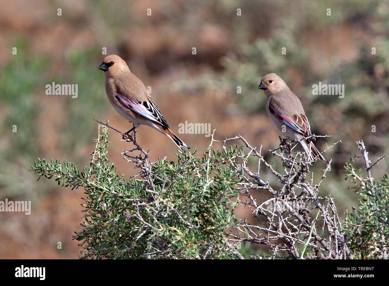 Deserto finch, Lichtenstein il deserto della finch (Rhodospiza obsoleta, Rhodopechys obsoleta), due desert finches sedersi su un arbusto, Uzbekistan Foto Stock