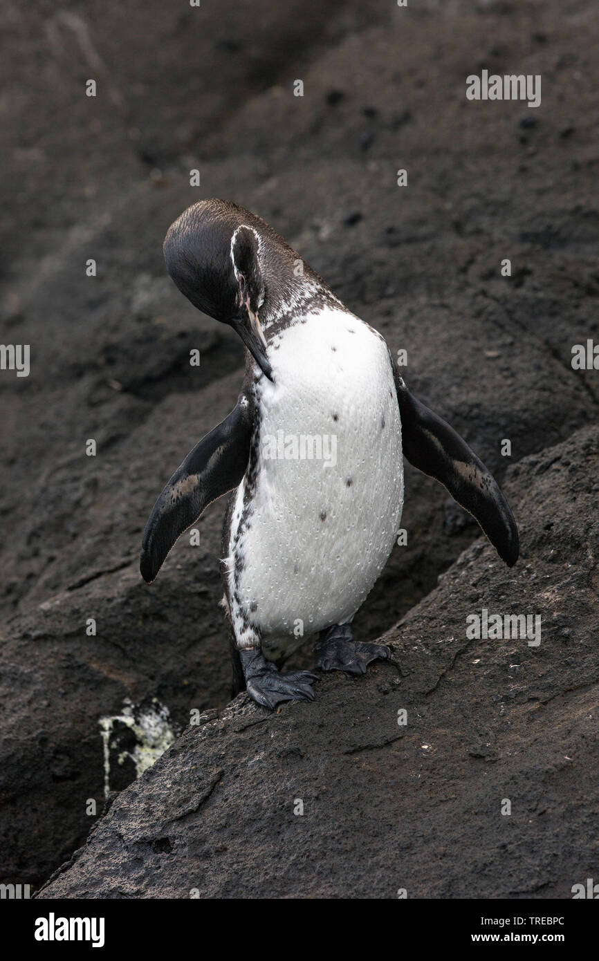 Le Galapagos penguin (Spheniscus mendiculus), toelettatura, Ecuador Isole Galapagos Foto Stock