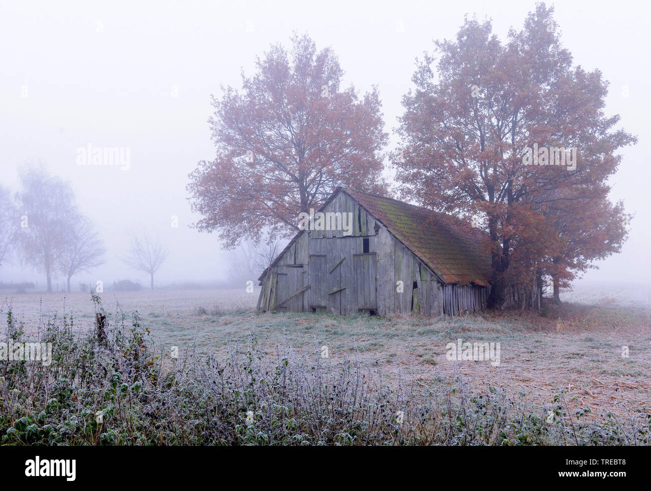 Fienile sul campo nella nebbia, Germania, Bassa Sassonia Foto Stock