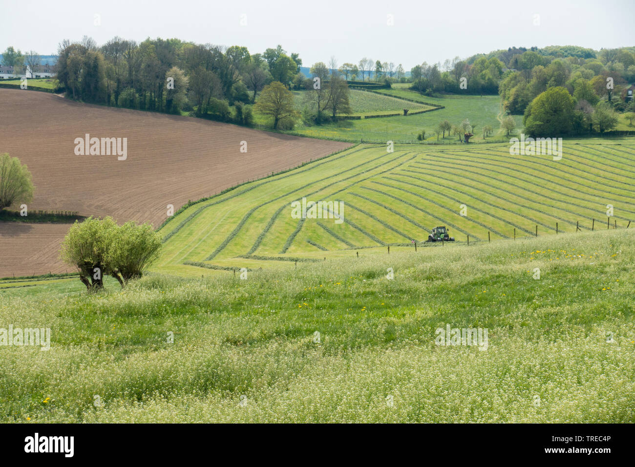 Il paesaggio agricolo di Mechelen, Paesi Bassi Foto Stock