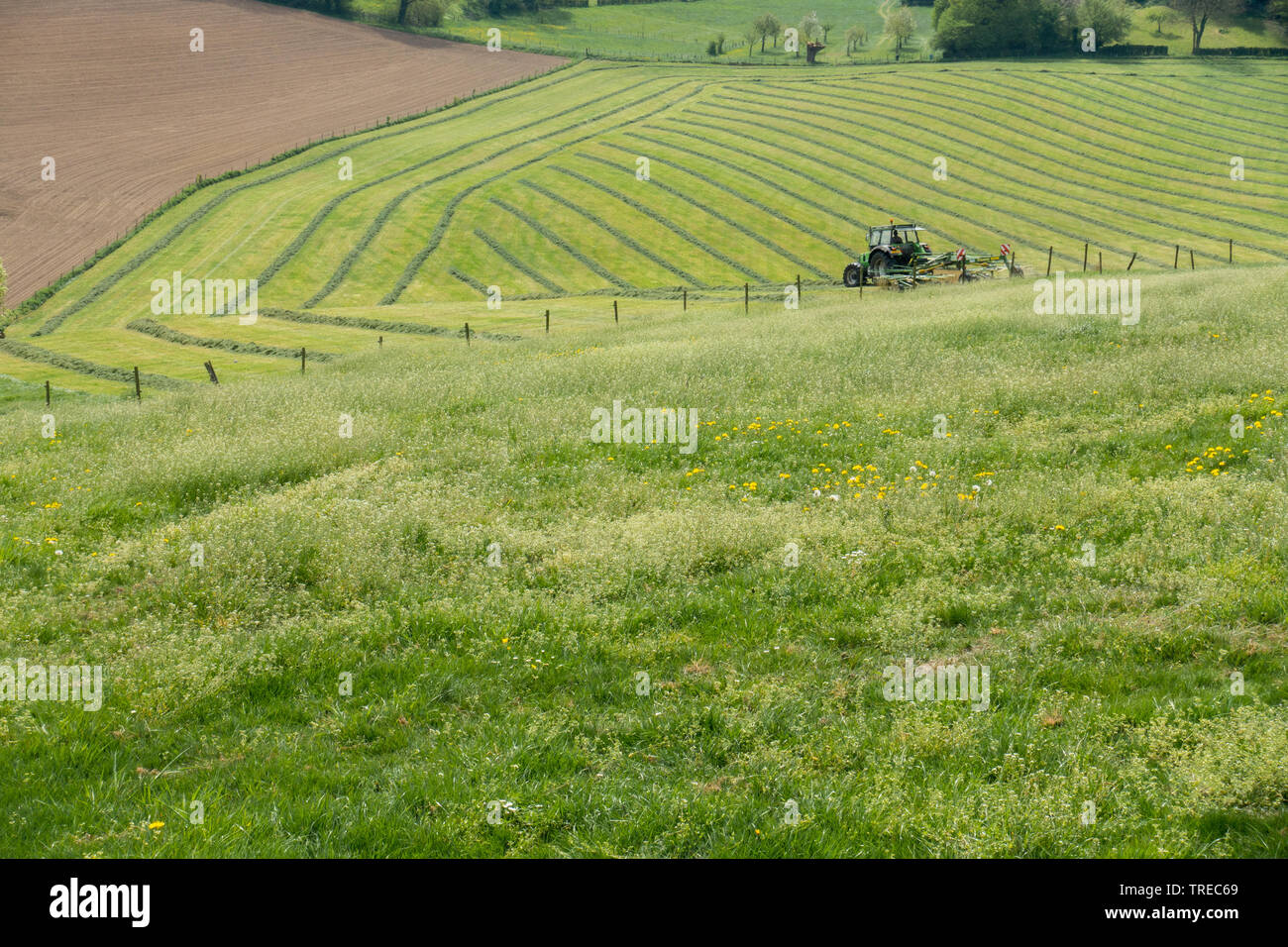 Il paesaggio agricolo di Mechelen, Paesi Bassi Foto Stock