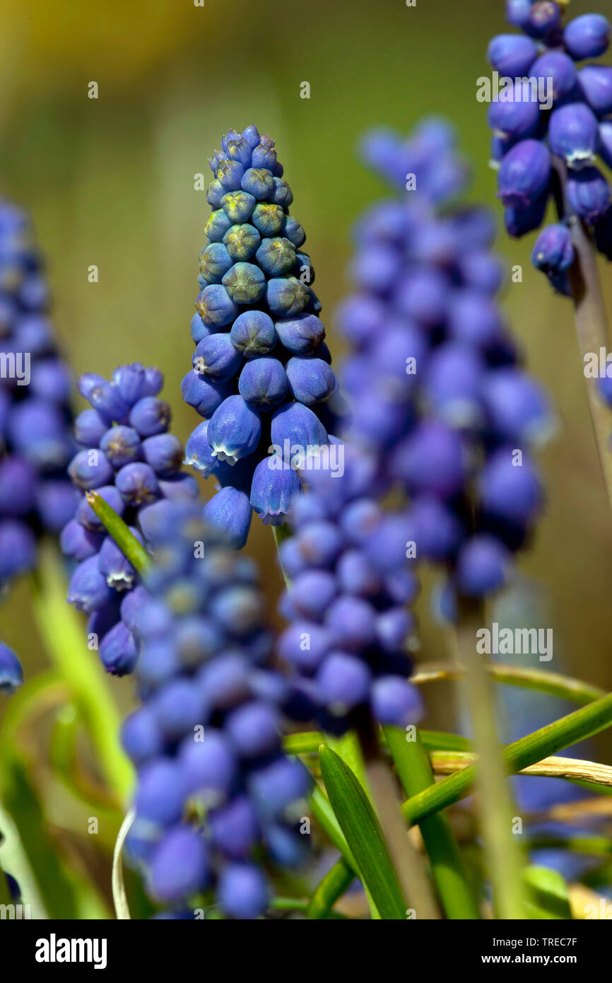 Piccolo giacinto di uva, uva comune giacinto (Muscari botryoides, Muscari heldreichii, Hyacinthus botryoides), fioritura, Paesi Bassi, Frisia Foto Stock