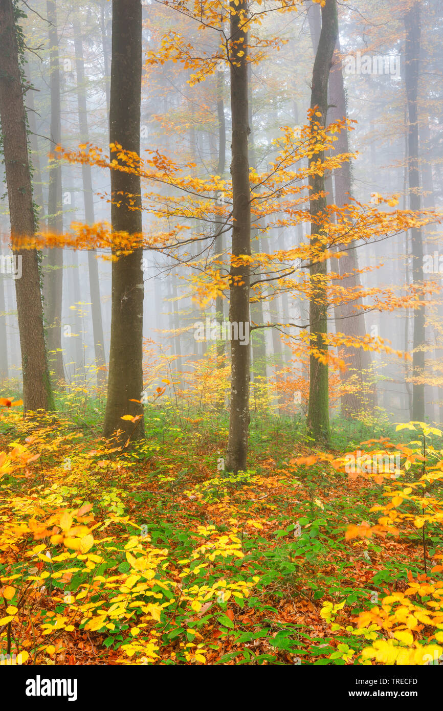 Bosco misto con giovani faggi, Svizzera, Zuercher bernese Foto Stock