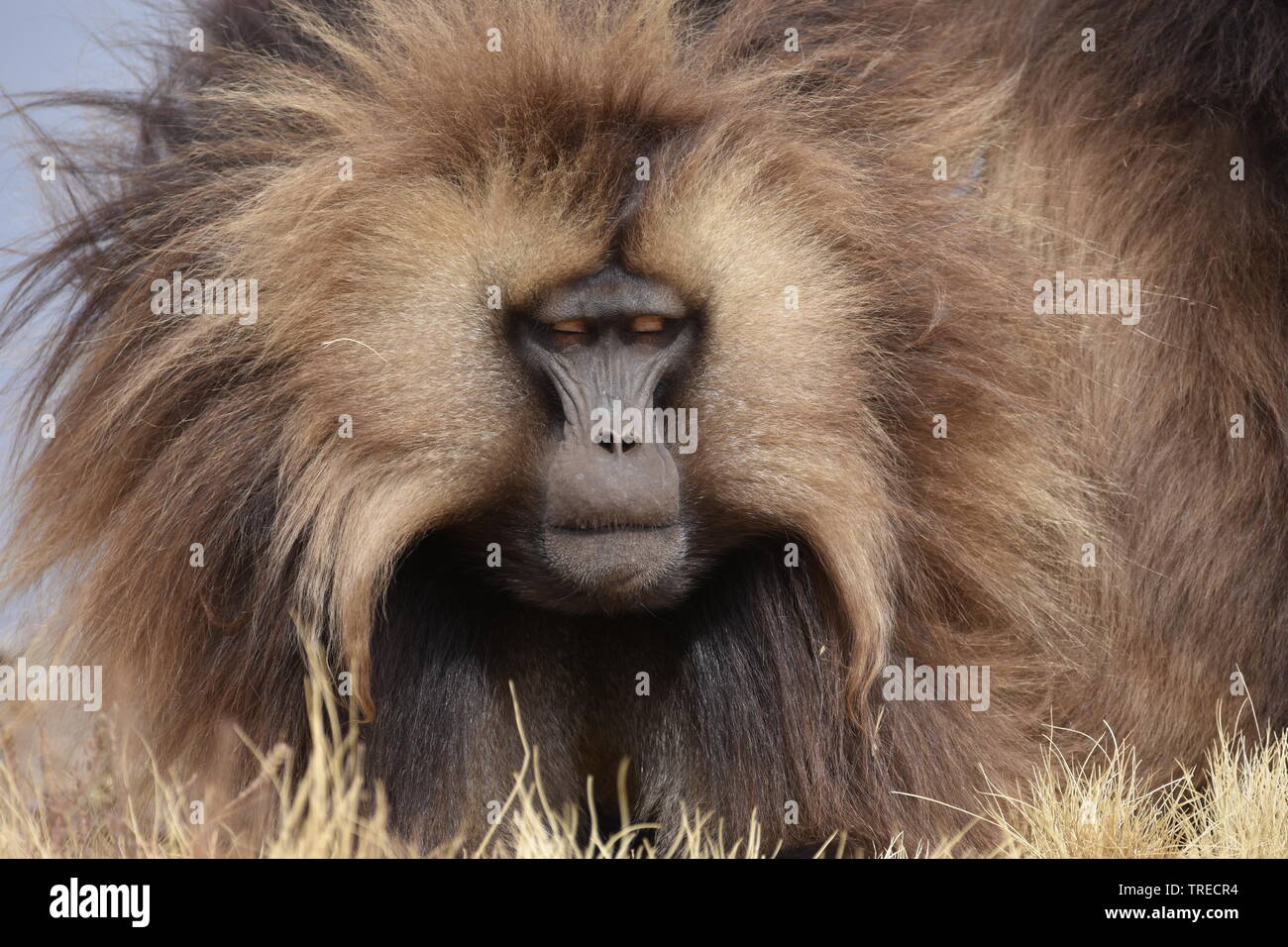 Scimmia Gelada in Simien Mountains Foto Stock