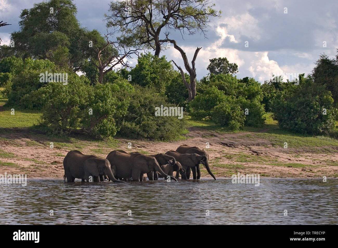 Elefante africano (Loxodonta africana), mucca elefanti a bere con i cuccioli di elefante dal fiume Chobe, Botswana Foto Stock