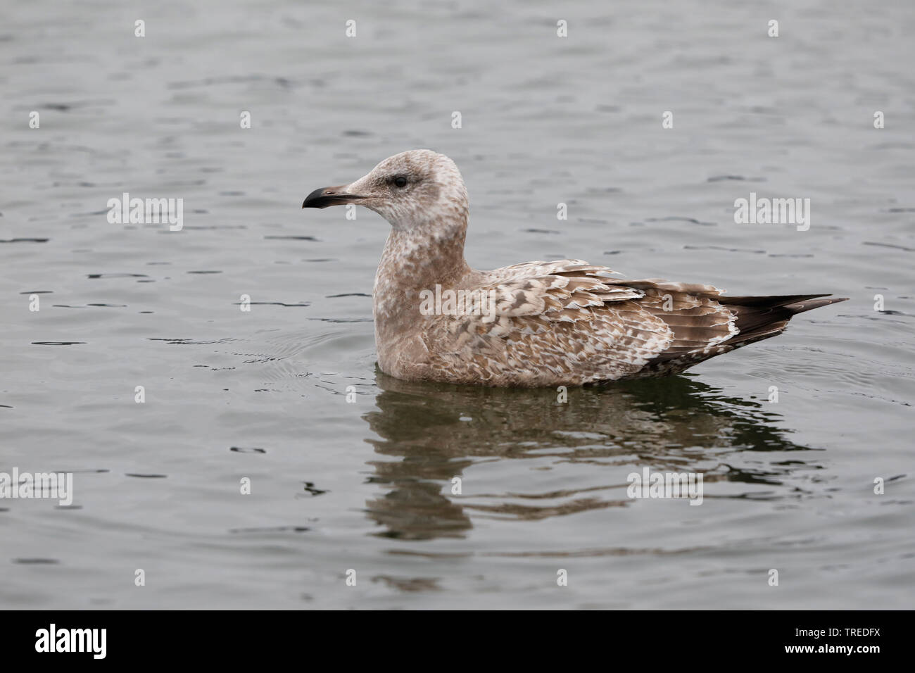 American Aringa Gabbiano (Larus smithsonianus), nuoto giovani bird, vista laterale, Canada Foto Stock