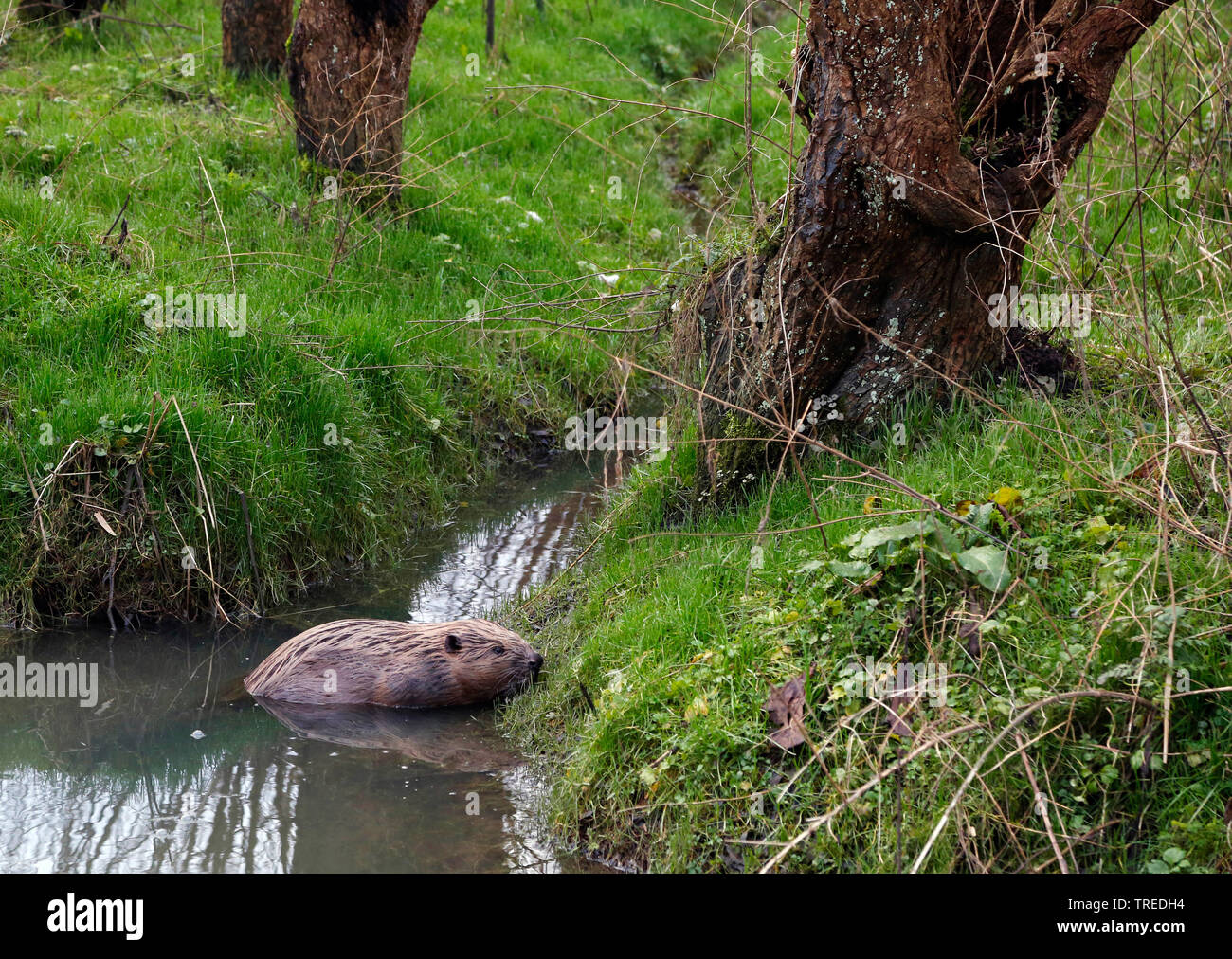 Eurasian castoro europeo castoro (Castor fiber), in una insenatura, vista laterale, Paesi Bassi Foto Stock